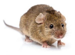 House mouse pest control