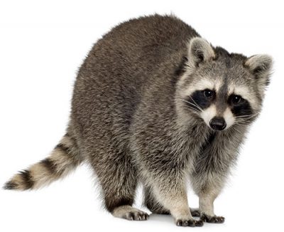 taggies raccoon