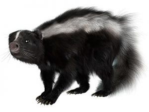 Skunks pest control