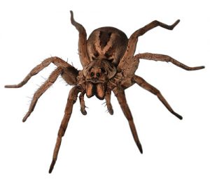 Wolf Spider pest control