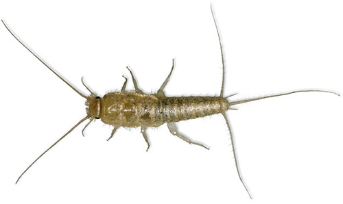 Silverfish control and extermination