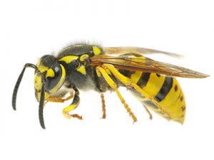 wasp pest control